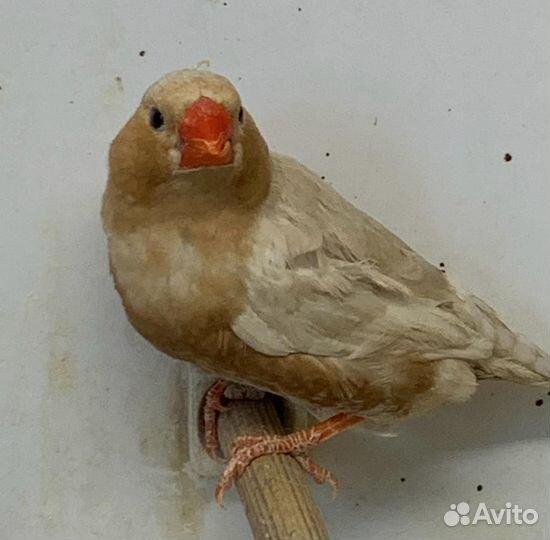 Зебровые амадины