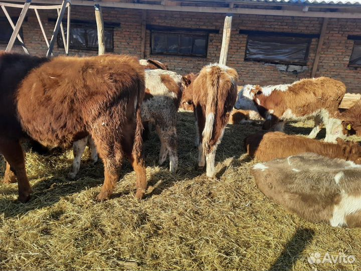 Бычки сементалы герефорды