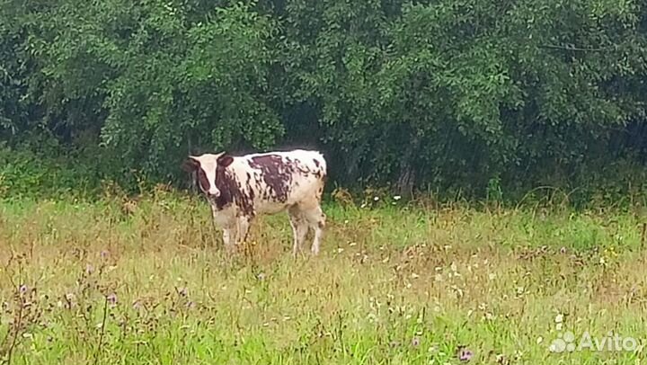 Телка на племя