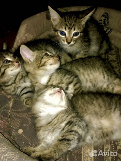 Милые котята