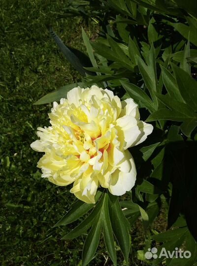 Пион Бартзелла