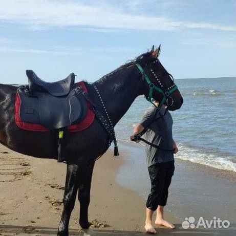 Конная амуниция