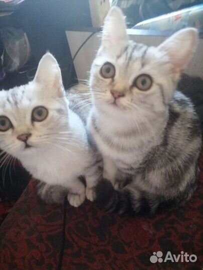 Шотландские мраморные котята