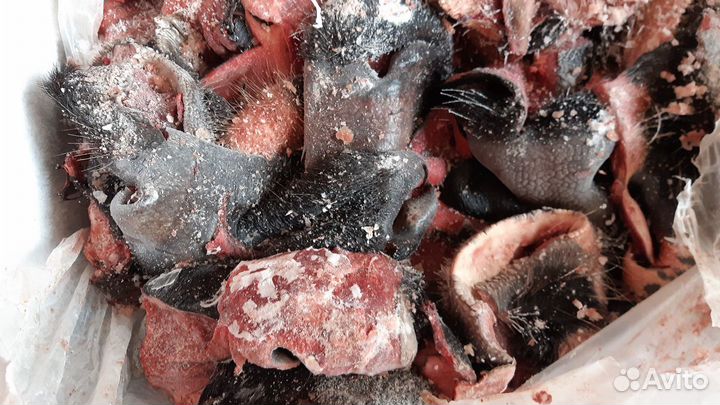 Мясо для собак Говядина