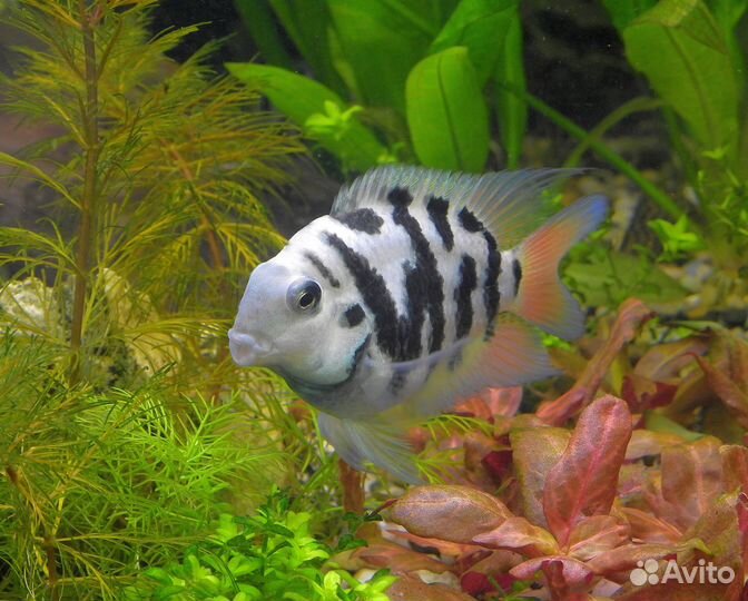 Аквариумные рыбки