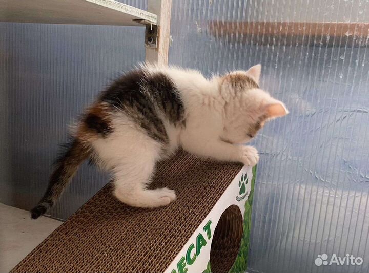 Малышка в добрые руки