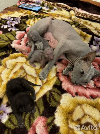 Котята петерболд