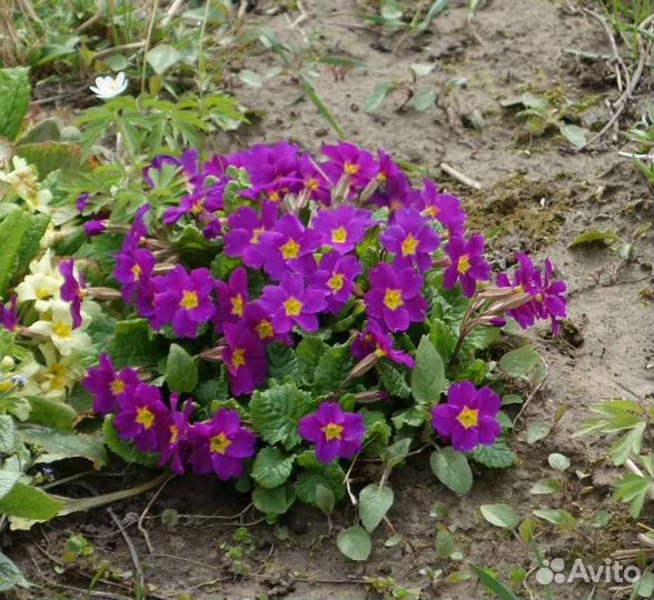 Примула розовая или малиновая