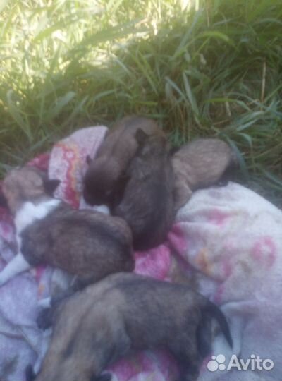 Щенки