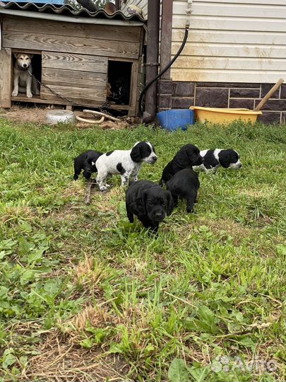 Щенки русского охотничего спаниеля