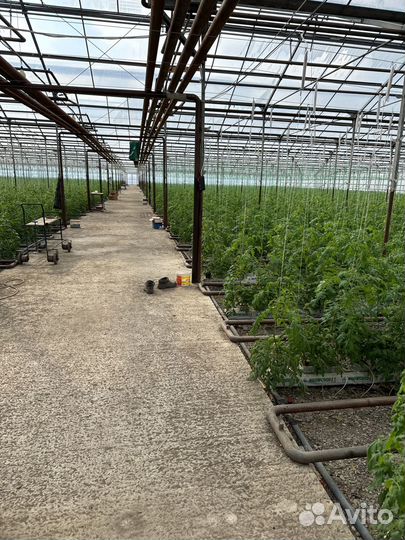 Разнорабочий в теплице