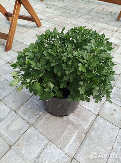 Хризантема шаровидная (мультифлора)