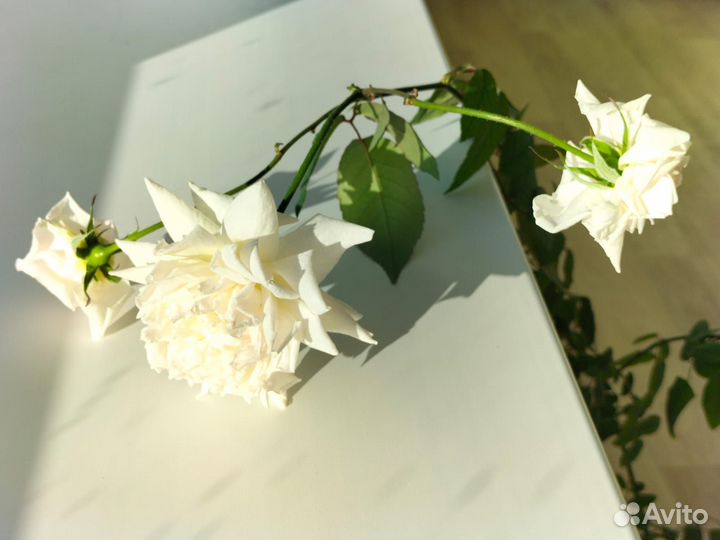 Роза комнатная Бенгальская.Только малиновый цвет