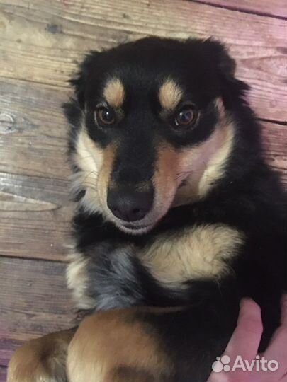 Собака в добрые руки