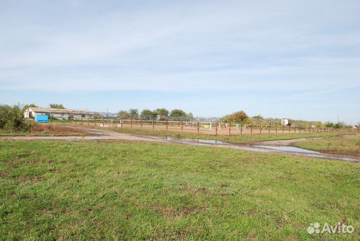 Постой лошадей, верховые прогулки