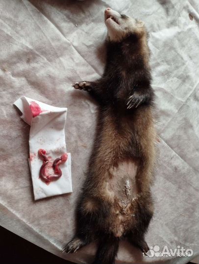 Ветеринарный врач на дом