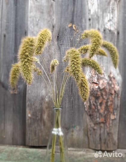 Сухоцветы колосья