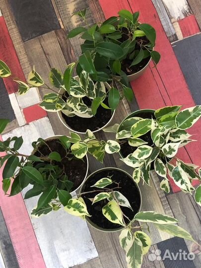 Фикус бенджамина