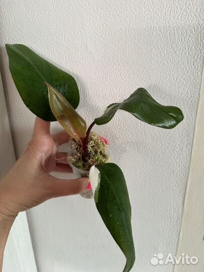 Филодендрон ред андерсон
