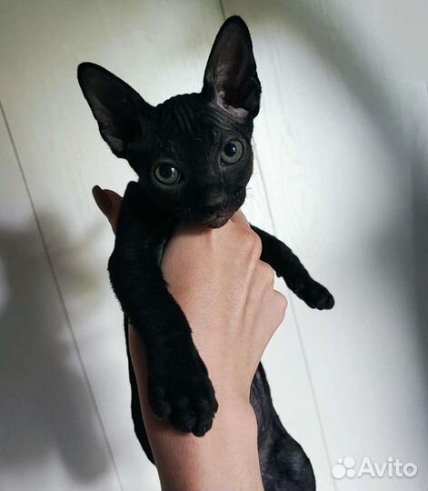 Котята Канадского сфинкса