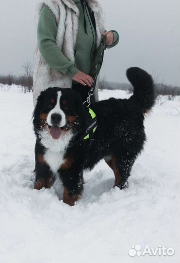 Вязка кобель Бернского зенненхунда