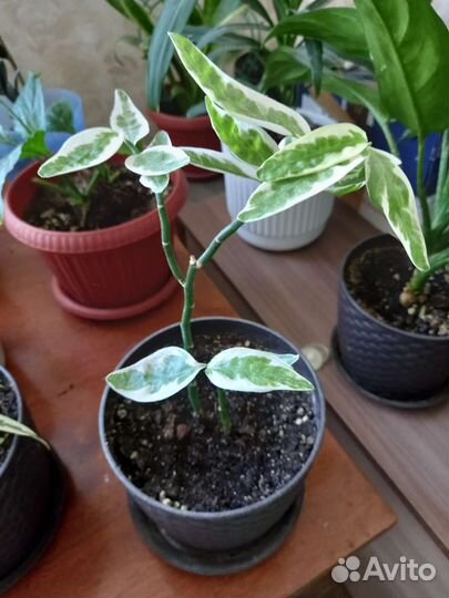 Домашние растения