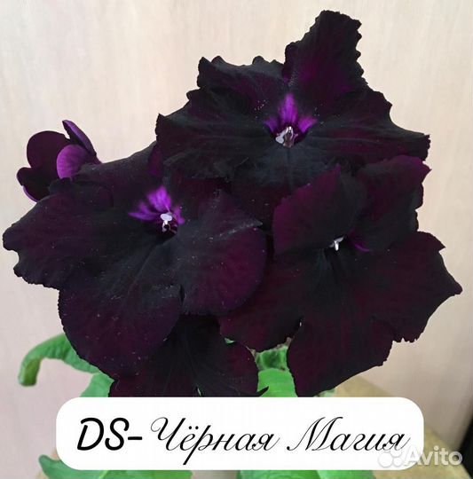 Стрептокарпус детки 8 сортов