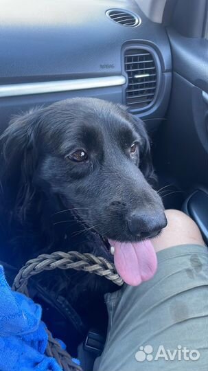 Собака в добрые руки отдам бесплатно