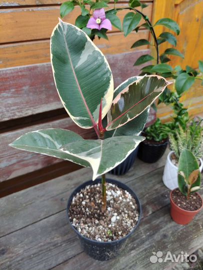 Фикус эластика 'Тинеке'