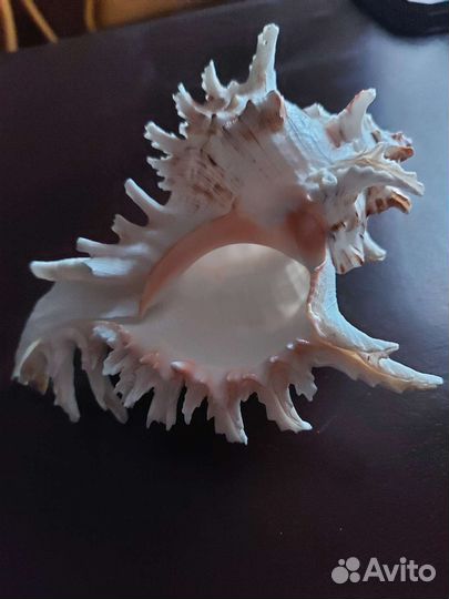 Ракушка морская