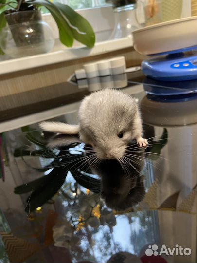 Шиншилята, белый вильсон, серый эбони