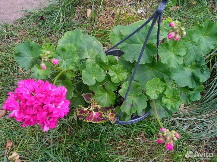 Кашпо с геранью