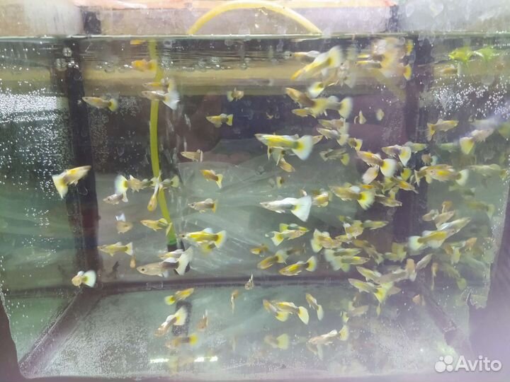 Аквариумные рыбки