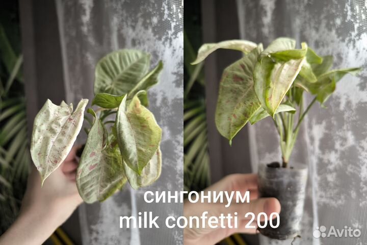 Комнатные растения