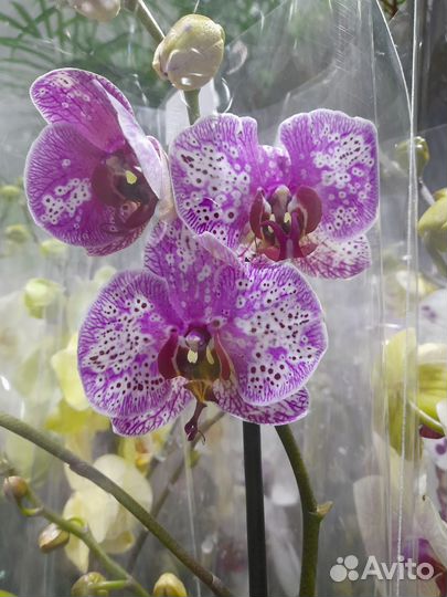 Орхидеи фаленопсис 1 цветонос в ассортименте