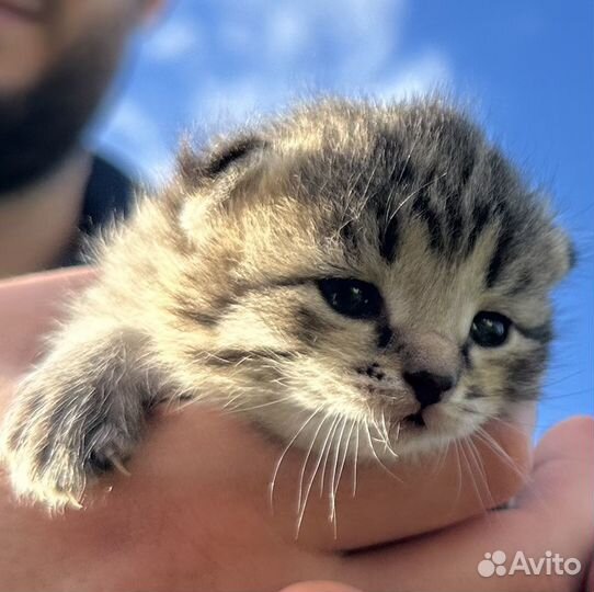 Отдам котят в добрые руки бесплатно