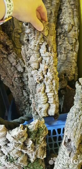 Кора пробкового дуба