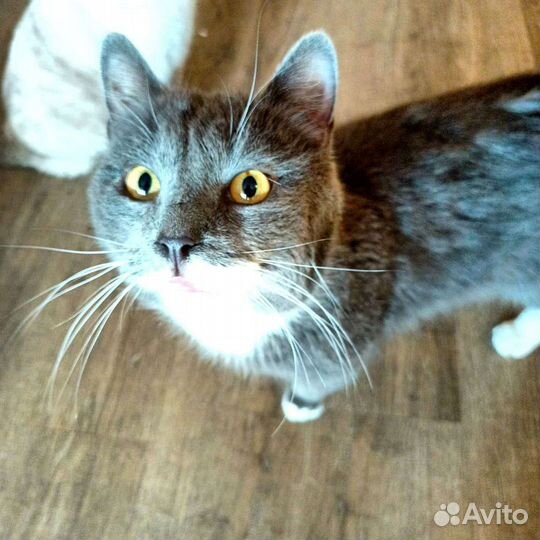 Котик Шон