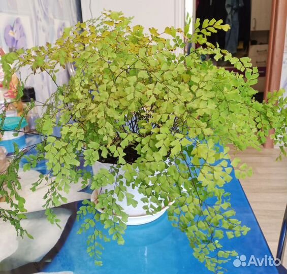 Папаротник Волос Винеры