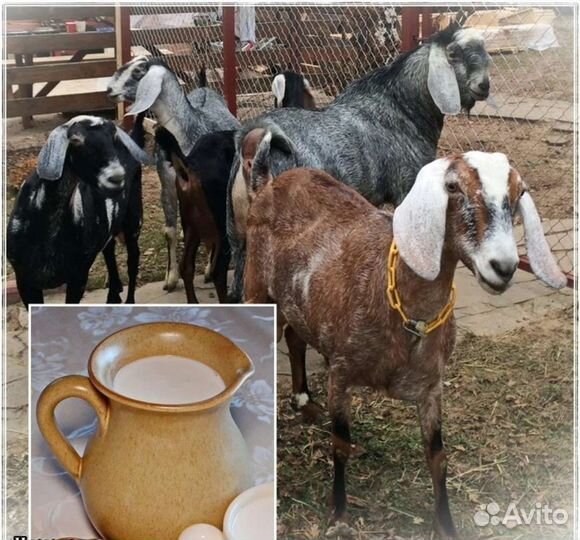 Козье молоко