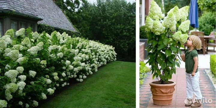 Гортензия Меджикал Мунлайт