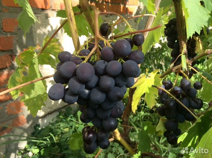 Виноград чёрный для открытого грунта в мо