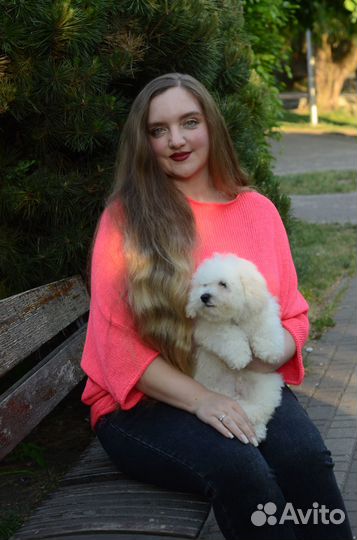 Супер порода Бишон Фризе