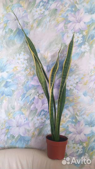 Сансевиерия лауренти