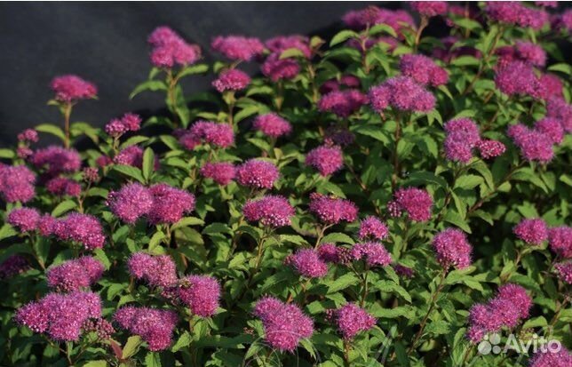 Спирея японская Суперстар