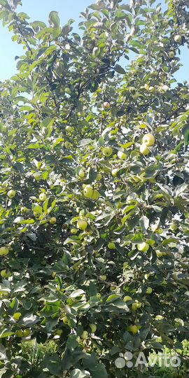 Яблоки домашние