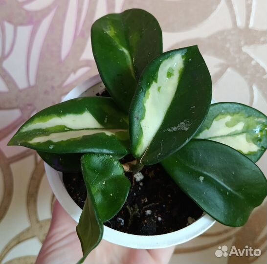 Хойя карноза триколор