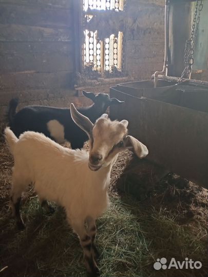 Коза дойная
