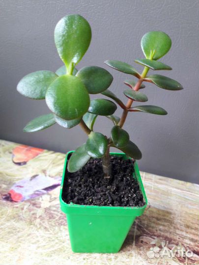 Денежное дерево