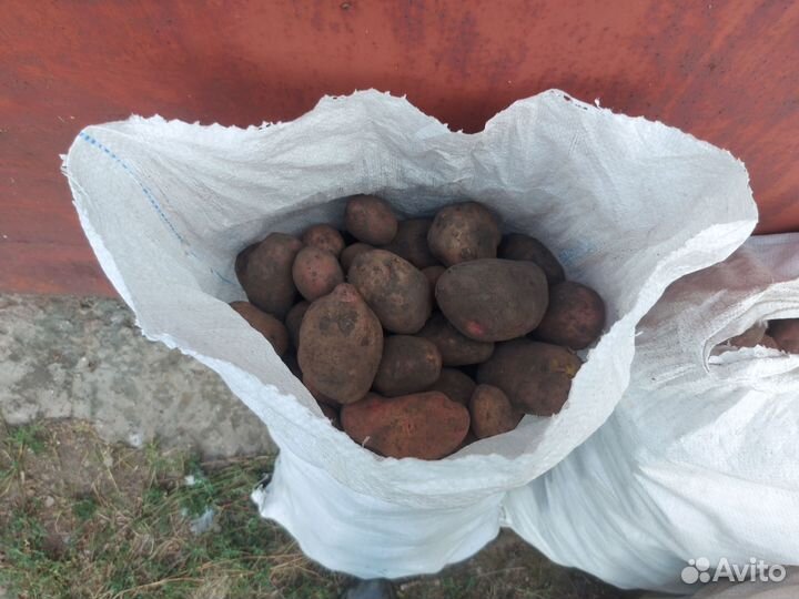 Продам картофель